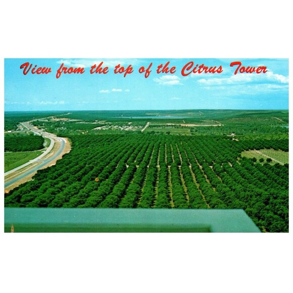 Postcard Orange groves lakes hills U.S. 27 top of Citrus tower Clermont Florida - Picture 1 of 2